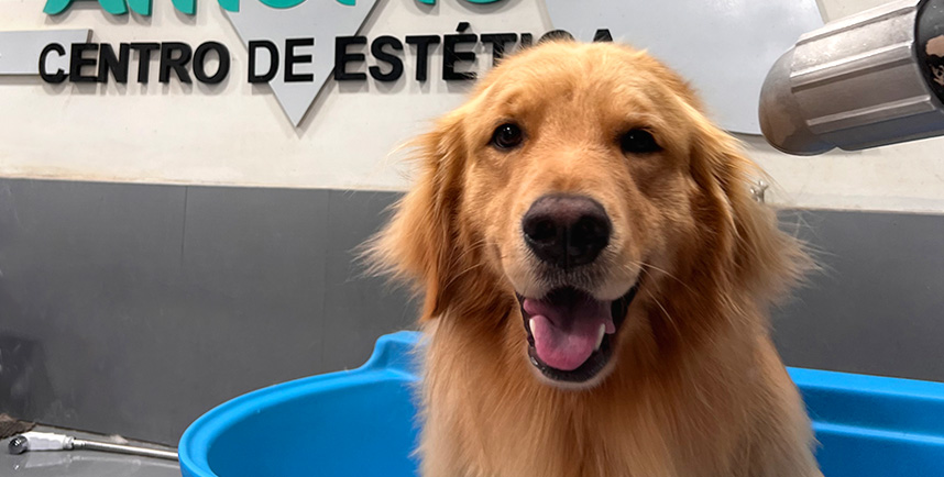 Golden retriever dentro da banheira do banho e tosa